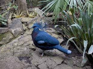 Картинка гоура животные голуби голубь синий хохолок