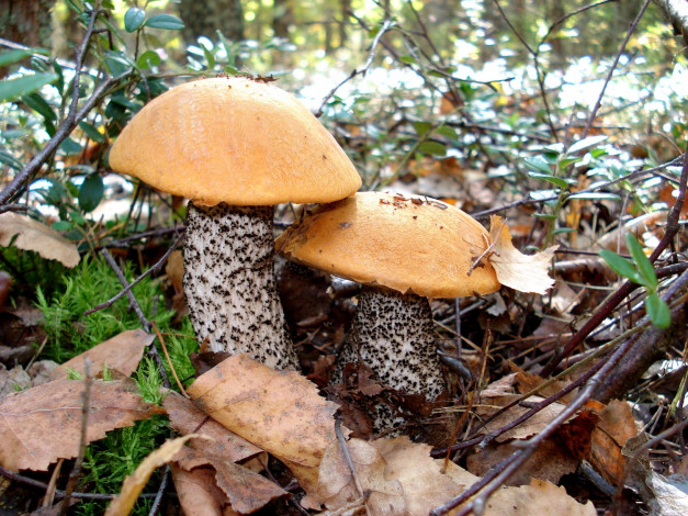 Обои картинки фото природа, грибы, подберезовик