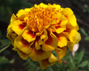 Картинка цветы бархатцы желтый