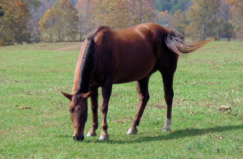 Картинка животные лошади лето луг трава
