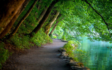 Картинка природа парк водоем дорожка деревья