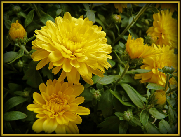 Обои картинки фото цветы, календула, желтые