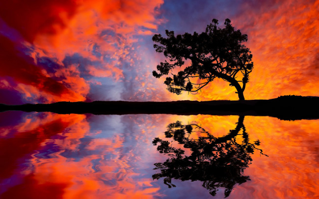 Обои картинки фото природа, восходы, закаты, отражение, дерево, закат