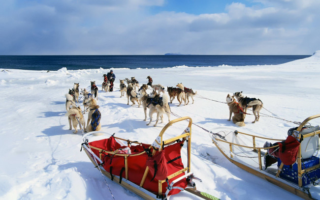 Обои картинки фото животные, собаки, мalamute, аlaskan, маламут, аляскинский, мороз, снег, природа, собачьи, упряжки, аляска