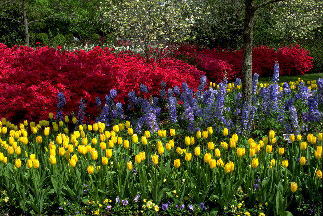 Обои картинки фото цветы, разные, вместе, сад, тюльпаны