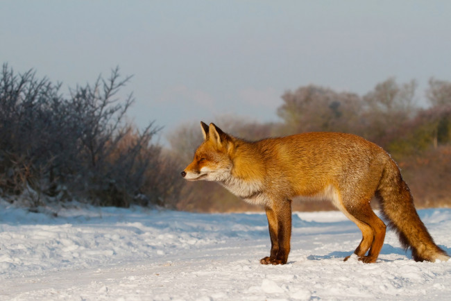 Обои картинки фото животные, лисы, лиса, зима