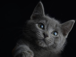 Картинка животные коты котёнок чёрный фон портрет
