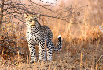Картинка животные леопарды подросток детеныш молодой