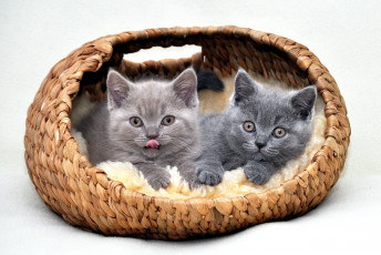 Картинка животные коты британец котята корзинка