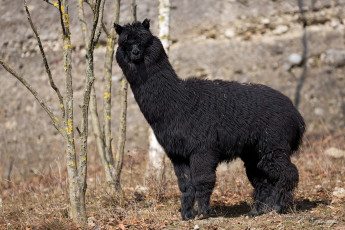 Картинка животные ламы черный