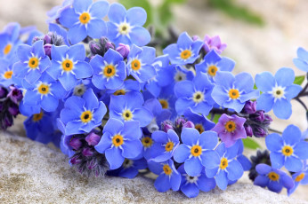 обоя цветы, незабудки, голубой