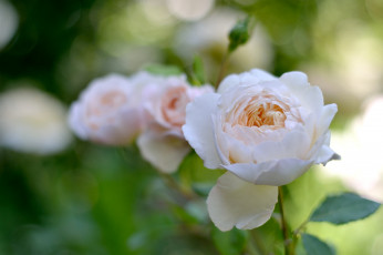 Картинка цветы розы кремовый