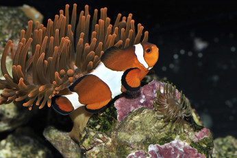 Картинка животные рыбы актинии рыба-клоун