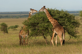 обоя serengeti, national, park, tanzania, животные, жирафы, дерево, танзания