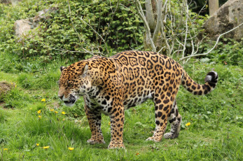 Картинка животные Ягуары рык злость кошка