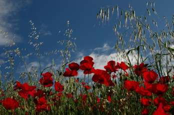 Картинка цветы маки луг поле