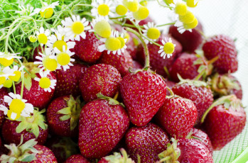 Картинка еда клубника земляника ромашки ягоды