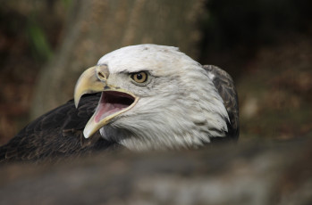 Картинка животные птицы хищники белоголовый орлан