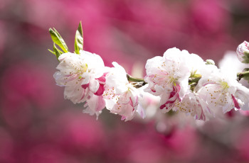 Картинка цветы сакура вишня пестрый ветка