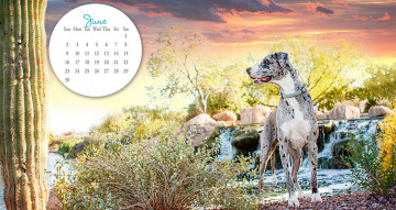 Картинка календари животные собака дог