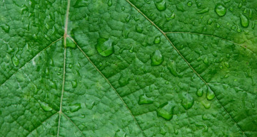 Картинка природа листья лист зеленый мокрый капли макро