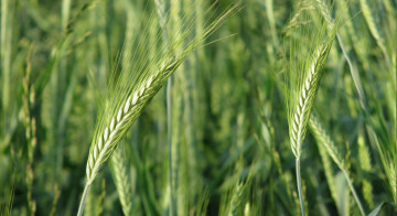 Картинка природа поля зеленая колосья пшеница поле
