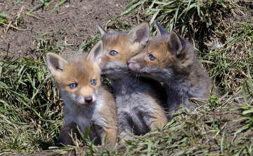 Картинка животные лисы лисята родня