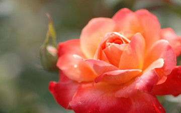 Картинка цветы розы роза алая