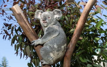 обоя коала, животные, коалы, дерево, ветки, медвежонок