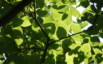 Картинка природа листья ветки лето