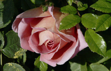 Картинка цветы розы листья бутон макро