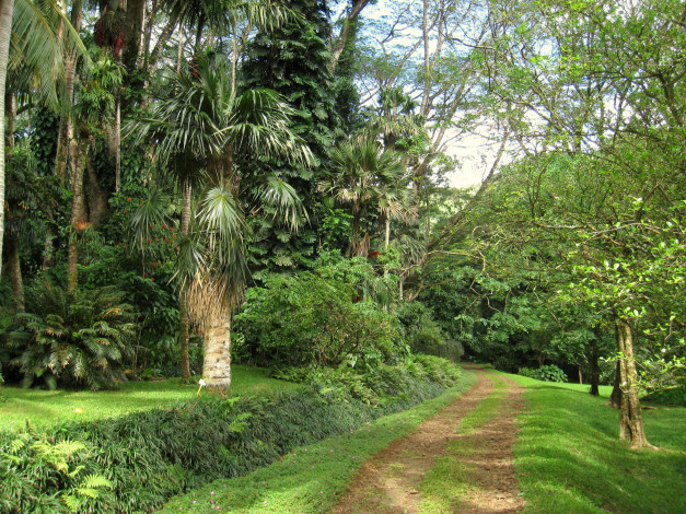 Обои картинки фото lyon, arboretum, oahu, hawaii, природа, парк, растения, ботанический, сад