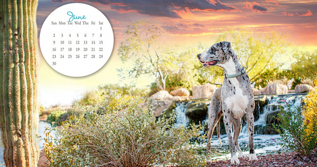 Обои картинки фото календари, животные, собака, дог