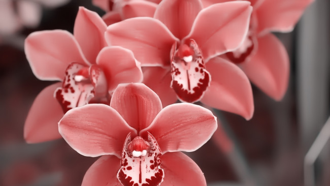 Обои картинки фото цветы, орхидеи, лепестки