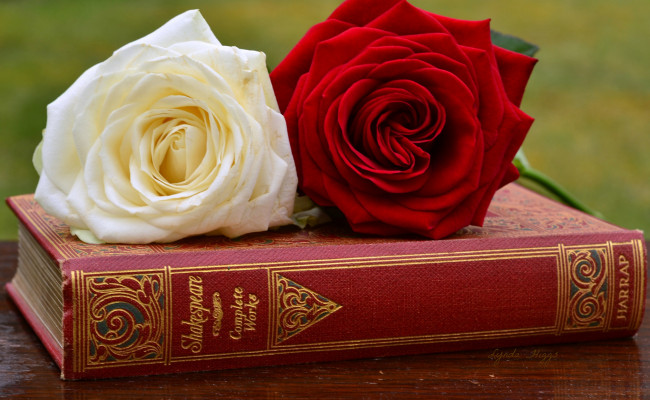 Обои картинки фото цветы, розы, книга, бутоны