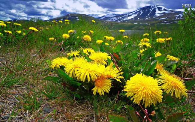 Обои картинки фото цветы, одуванчики, луг, горы, трава