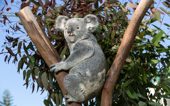 Обои картинки фото коала, животные, коалы, дерево, ветки, медвежонок