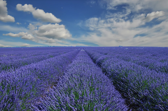 Обои картинки фото provence, france, природа, поля, лаванда, франция, прованс, облака