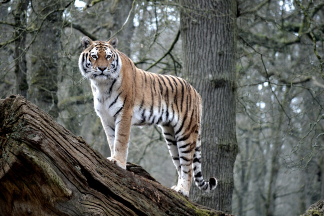 Обои картинки фото животные, тигры, дерево, полосатый