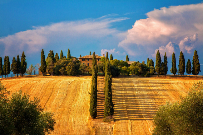 Обои картинки фото sienna, tuscany, italy, природа, поля, сиена, тоскана, италия, деревья, кипарисы, пейзаж