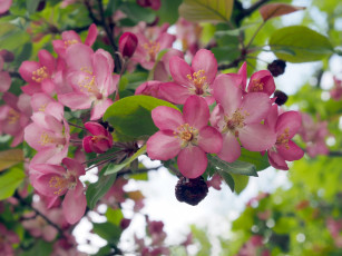 Картинка цветы цветущие+деревья+ +кустарники яблоня цветение цветки ветка весна макро