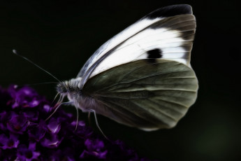 Картинка разное компьютерный+дизайн обработка цветы крылья бабочка макро
