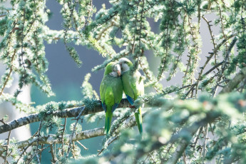 Картинка животные попугаи пара птицы зелень