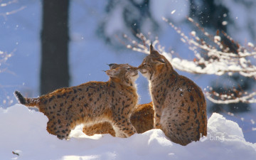 Картинка животные рыси национальный парк баварский лес кошка рысь германия снег зима