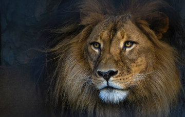 Картинка животные львы портрет царь грива лев красавец
