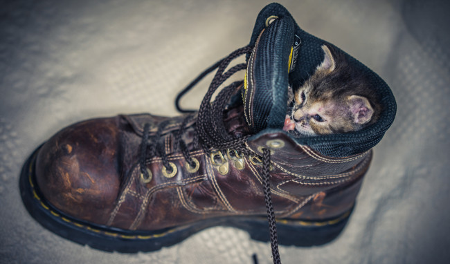 Обои картинки фото животные, коты, удобно, шнурки, ботинок, устроился, котёнок