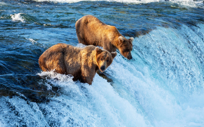 Обои картинки фото животные, медведи, бурые, речка, охота, ловля, водопад, течение, рыбу, ловят
