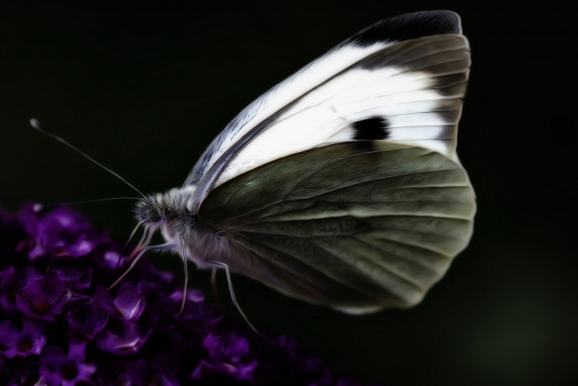 Обои картинки фото разное, компьютерный дизайн, обработка, цветы, крылья, бабочка, макро