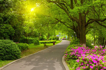 обоя природа, парк, цветы, аллея