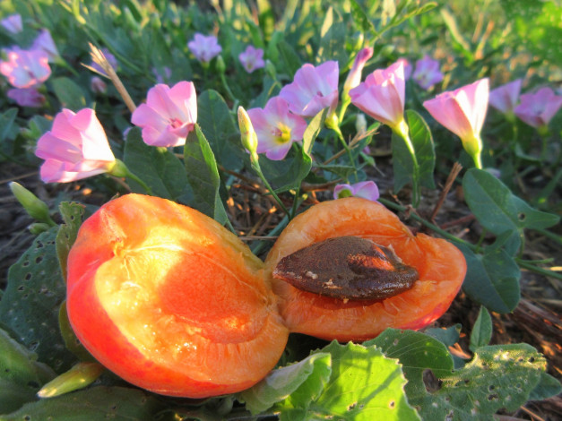 Обои картинки фото еда, персики,  сливы,  абрикосы, лето, 2018